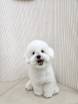 멍냥이미용실