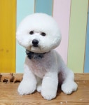 올리브독