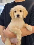 강아지를부탁해