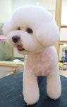올리브독