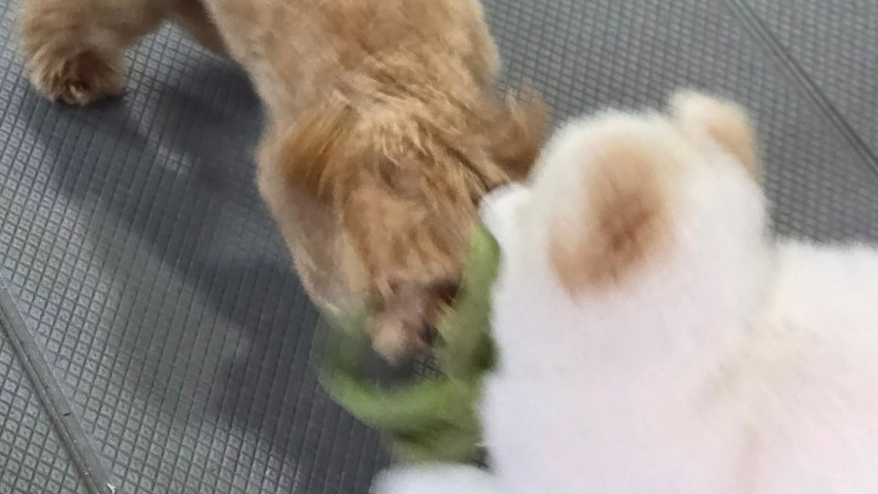 우미유펫카페