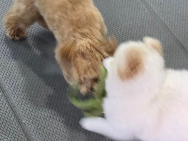 우미유펫카페