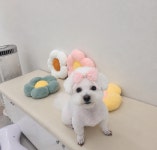 아모르펫살롱 본점