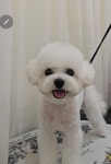 제이제이펫미용숍
