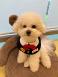 뭉개구름 애견유치원 애견호텔