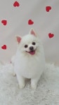 몽개구름 애견미용