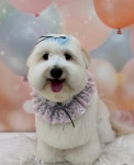 오도르봉