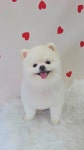 몽개구름 애견미용