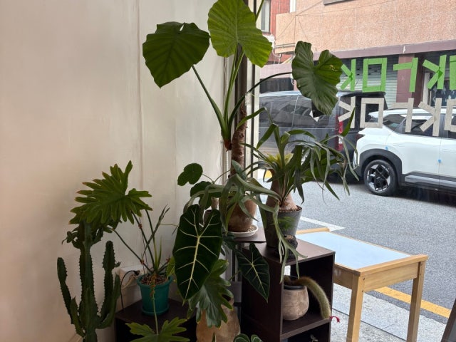 녹록