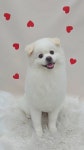 몽개구름 애견미용