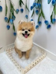 그루머제인