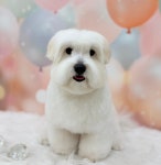 오도르봉