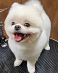 멜팅그루밍