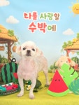 사계절예쁘개