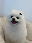 핫도그 애견미용실