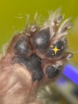 마이독
