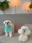 가희애견미용실&호텔