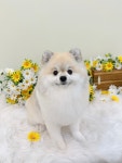발렌티몽