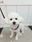 남창 덕신 애견샵 빼꼼 강아지미용실