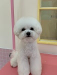 헬로우버디 광교점