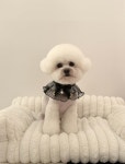 헬로우버디 광교점