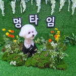 멍타임 애견미용 애견호텔&놀이터
