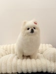 헬로우버디 광교점