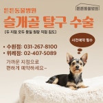 튼튼동물병원