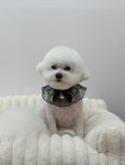 헬로우버디 광교점