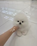 말랑퍼피