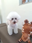 마이펫살롱