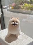 엘리펫살롱