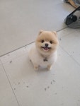꾸미개