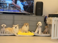 엉클독
