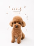 아가몽 애견미용실