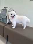 마이펫살롱