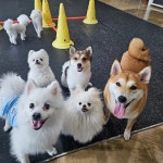 포멀독 반려견교육센터 & 애견유치원