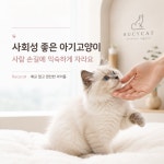 고양이분양 루시캣