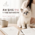고양이분양 루시캣
