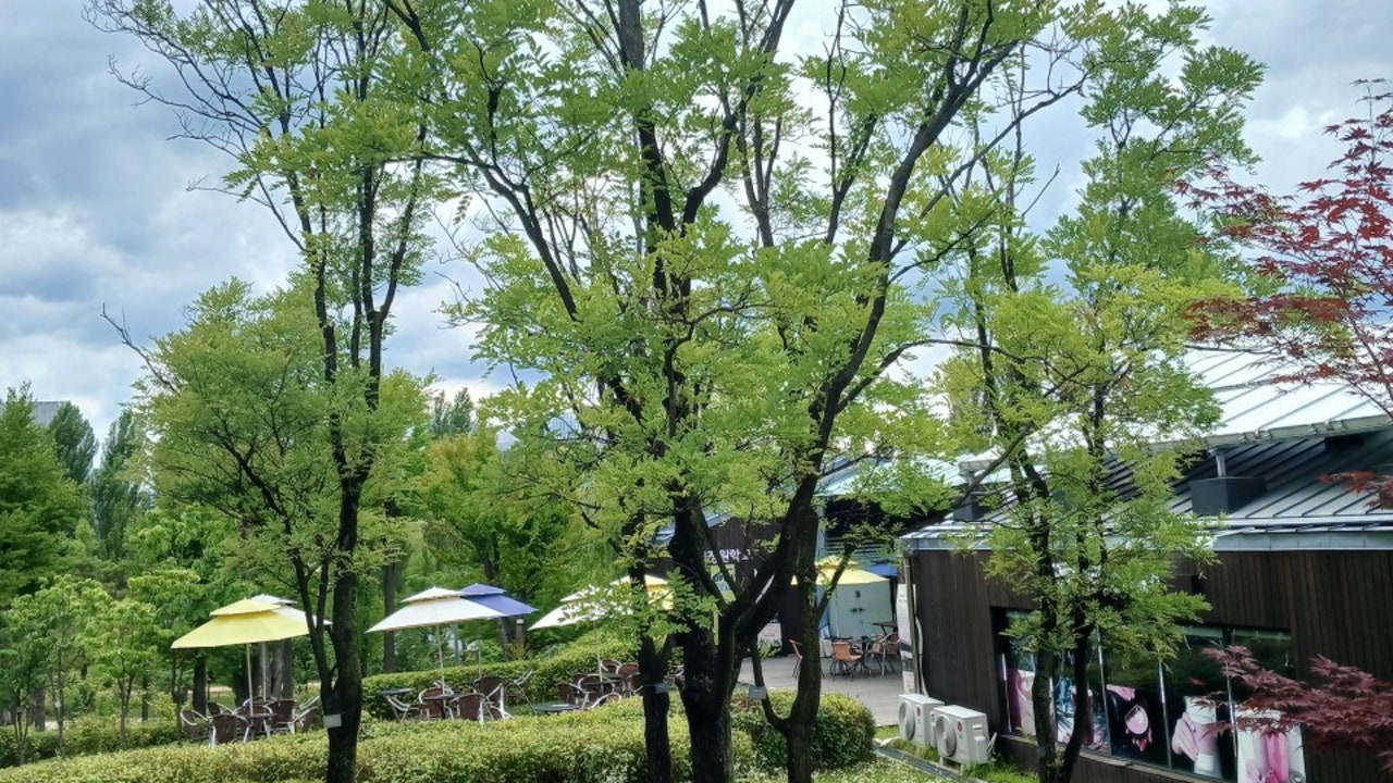 뮤레르카페
