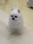 그루밍멈머