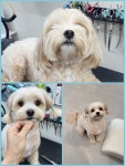 박지은펫살롱