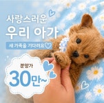 김해 강아지분양 고양이분양 베베몽