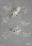 도그테일러