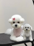 띠아몽