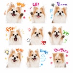 콩원장 댕댕묭실