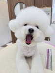 비앤비그루밍
