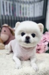 펫스토리