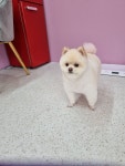 멍블리살롱