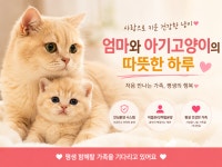 김포고양이분양 부모묘확인 허니캣